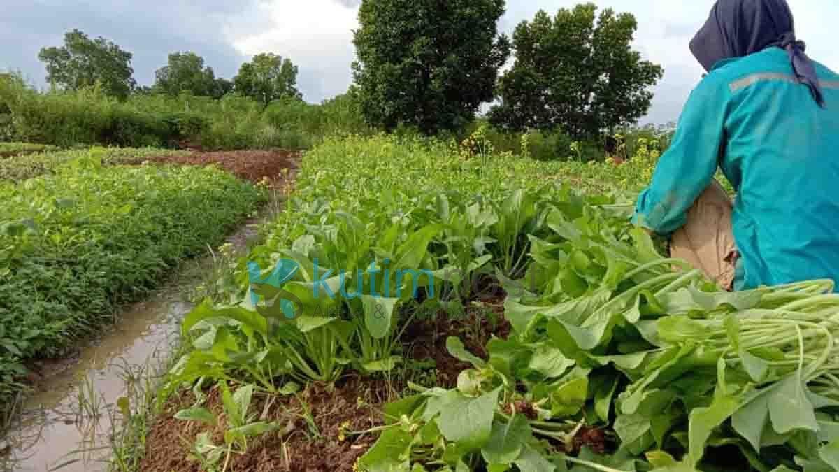 Pedagang Sawi Senang Dengan Adanya New Normal Pedagang Sawi Senang Dengan Adanya New Normal