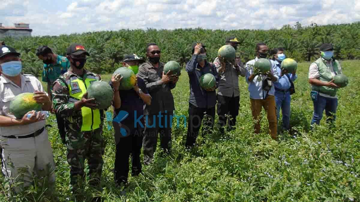 Kelompok Tani Sidodadi 110 Tepian Baru Sukses Panen Raya Semangka Kelompok Tani Sidodadi 110 Tepian Baru Sukses Panen Raya Semangka