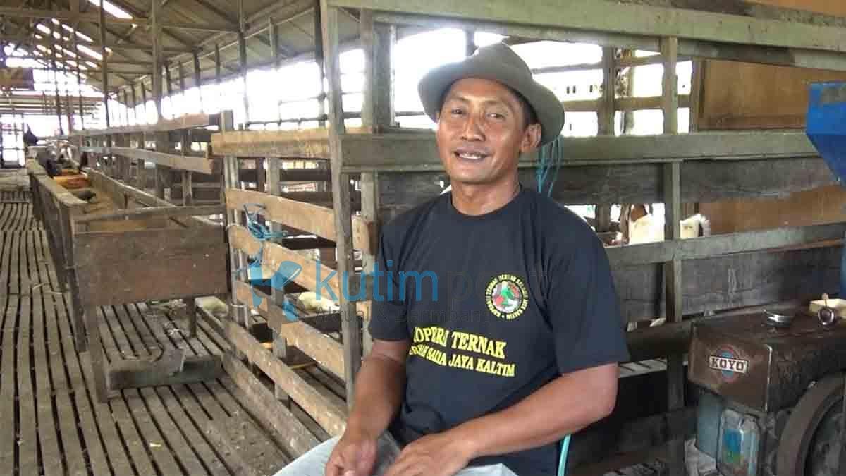 Bosan Jadi Karyawan Widodo Sukses Menjadi Peternak Kambing Bosan Jadi Karyawan Widodo Sukses Menjadi Peternak Kambing