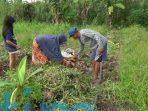 Ubi Madu Cilembu Tumbuh Subur di Sangatta