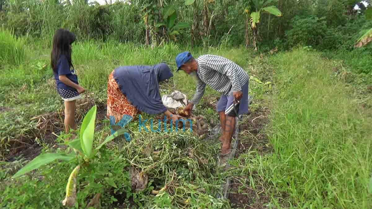 Ubi Madu Cilembu Tumbuh Subur di Sangatta Ubi Madu Cilembu Tumbuh Subur di Sangatta