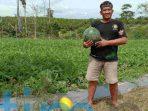 petani semangka tepian baru
