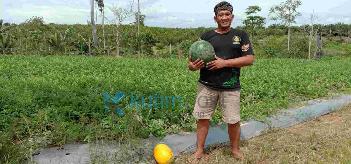 petani semangka tepian baru