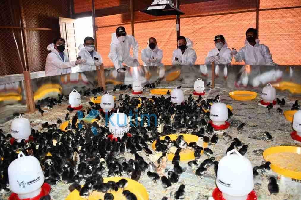 Sambut HUT Kutim ke 22, KPC Resmikan Pusat Pembibitan Unggas Lokal