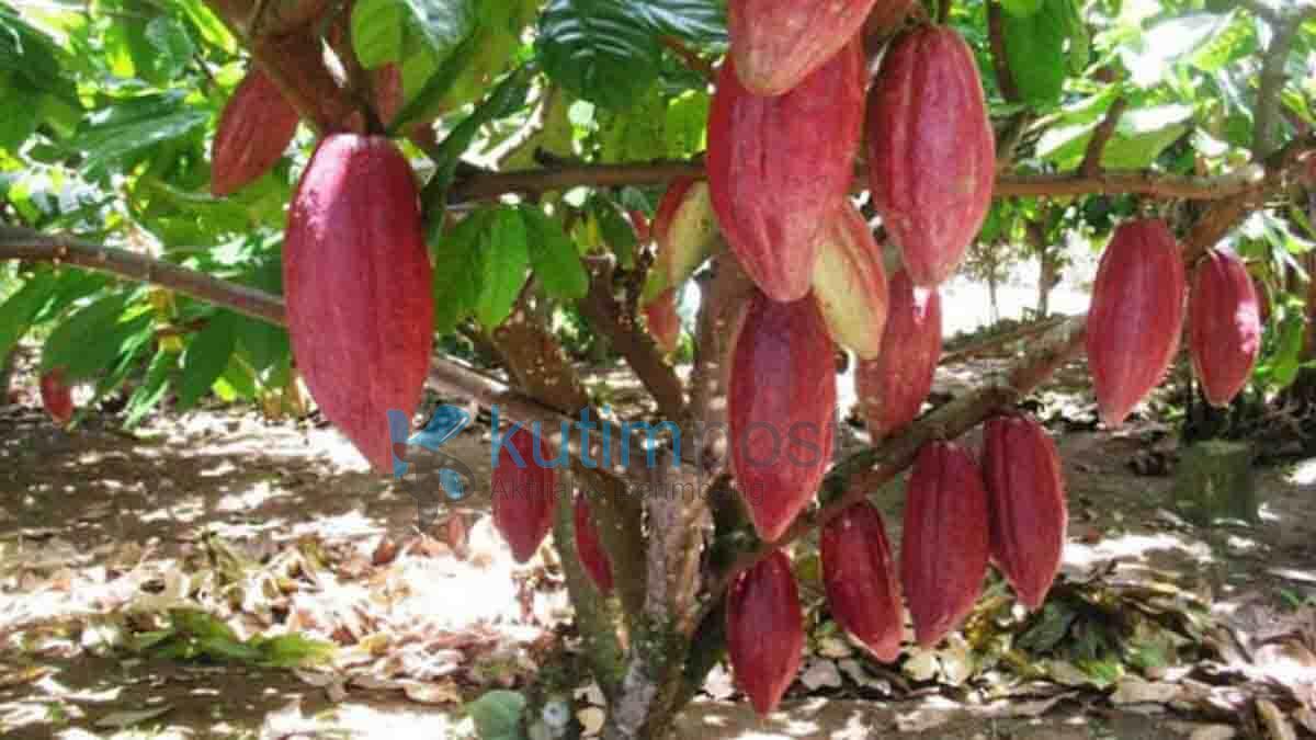 Kakao Sebagai Produk Unggulan, Disbun Akan Gelar Pelatihan