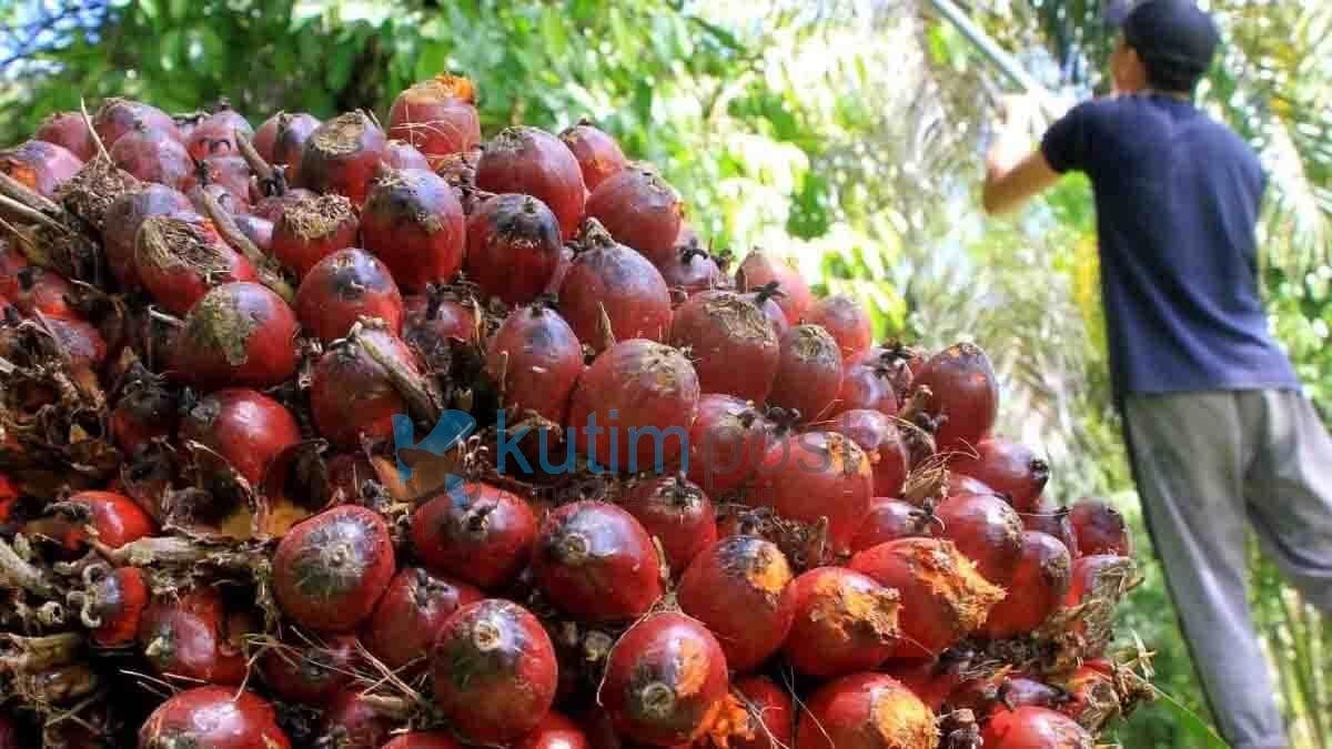 Pemkab Kutim Ingin Optimalkan Industri Hilir Sawit Pemkab Kutim Ingin Optimalkan