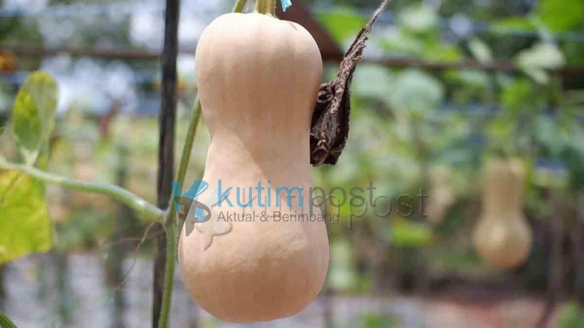 Cari Labu Madu Organik Sangatta, Cek Disini Lokasinya Terbaru Cari Labu Madu Organik Sangatta, Cek Disini Lokasinya