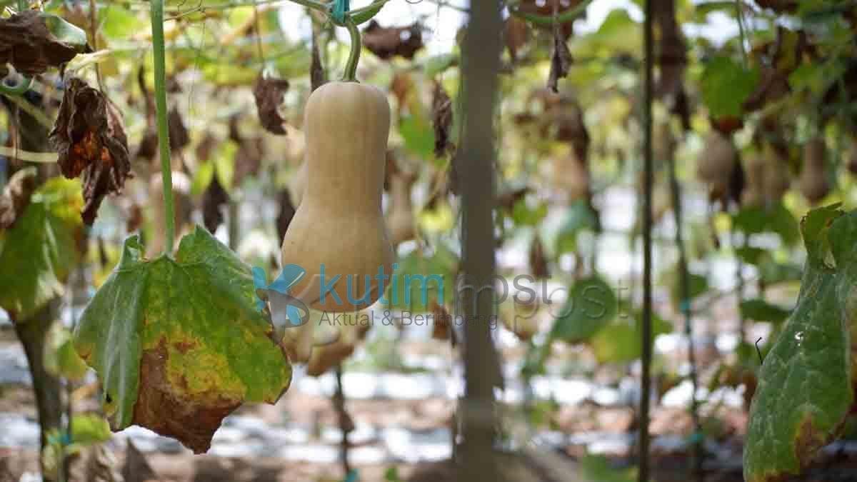 Cari Labu Madu Organik Sangatta, Cek Disini Lokasinya Cari Labu Madu Organik Sangatta, Cek Disini Lokasinya