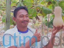 Labu Madu Berhasil dibudidayakan Labu Madu Berhasil dibudidayakan Petani di Sangatta Selatan