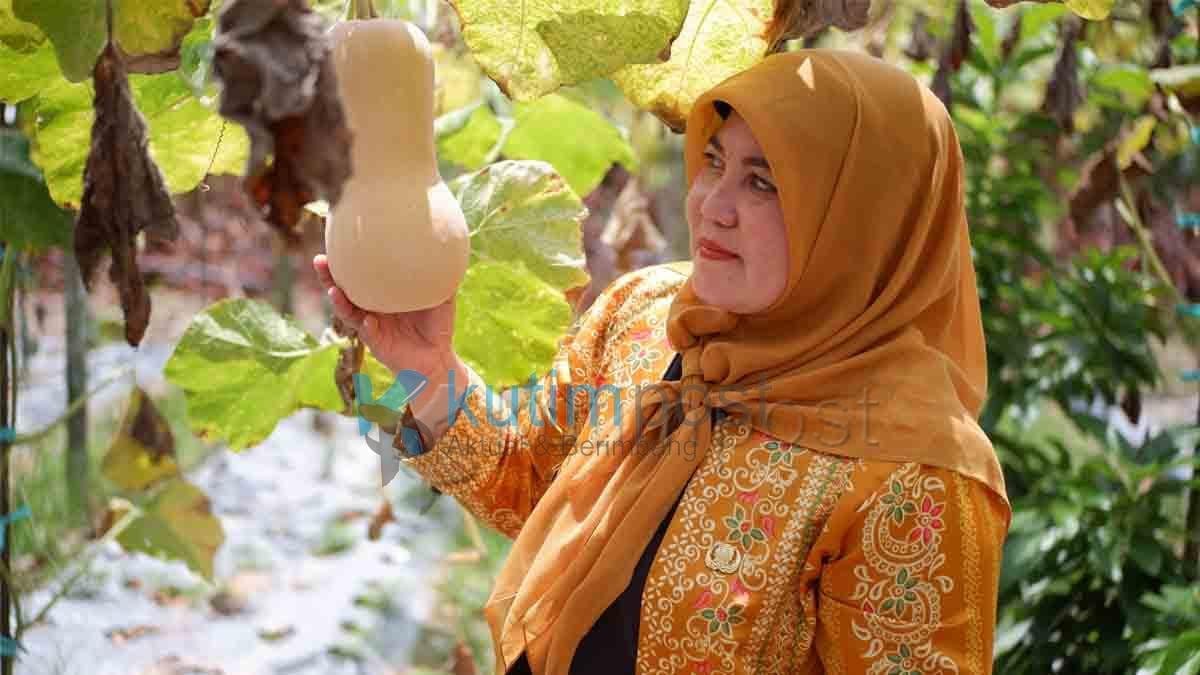 Labu Madu Berhasil dibudidayakan Petani Sangatta Selatan Labu Madu Berhasil dibudidayakan Petani Sangatta Selatan