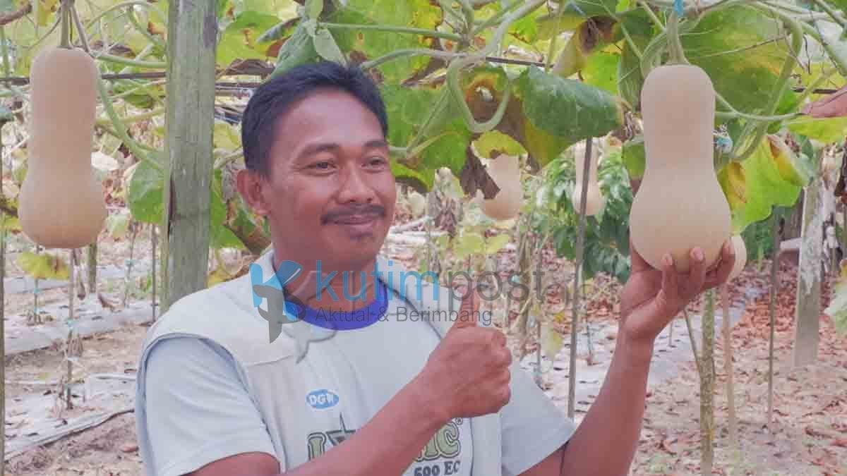 Labu Madu Berhasil dibudidayakan Labu Madu Berhasil dibudidayakan Petani di Sangatta Selatan
