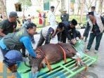 Wabup Kasmidi Sembelih Hewan Qurban di Masjid Agung Al Faruq