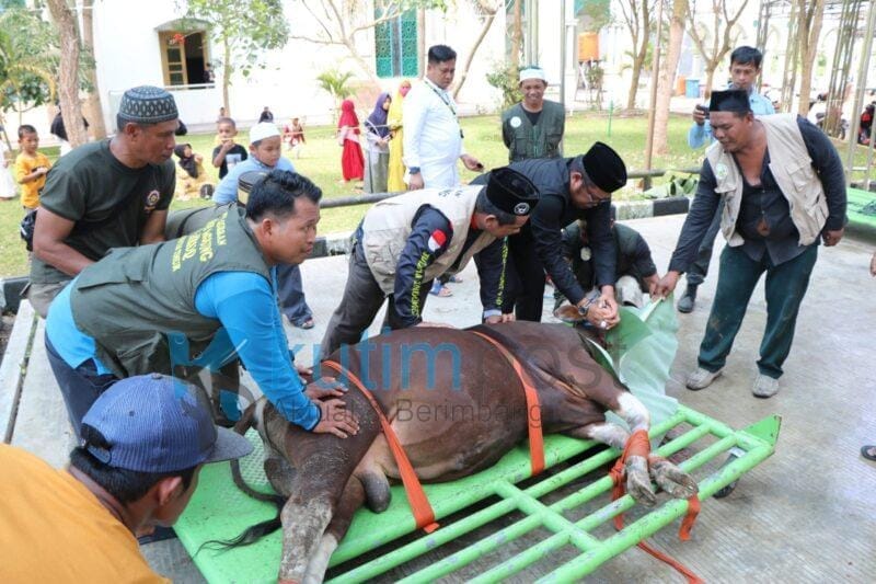 Wabup Kasmidi Sembelih Hewan Qurban di Masjid Agung Al Faruq Wabup Kasmidi Sembelih Hewan Qurban di Masjid Agung Al Faruq