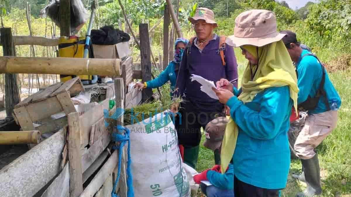 DTPHP Kutim Mulai Kembangkan Pakan Ternak DTPHP Kutim Mulai Kembangkan Pakan Ternak