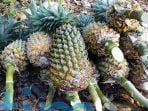 Nanas Masuk Ke dalam Komoditi Unggulan Kutim