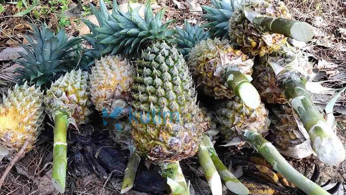 Nanas Masuk Ke dalam Komoditi Unggulan Kutim Nanas Masuk Ke dalam Komoditi Unggulan Kutim