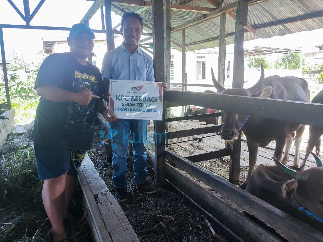 KPC Salurkan 57 Ekor Sapi dan 5 Ekor Kambing Qurban Idul Adh