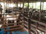 Peternak Kambing Sangatta Kebanjiran Orderan Menjelang Idul Adha 1444 H Peternak Kambing Sangatta Kebanjiran Orderan Menjelang Idul Adha 1444 H