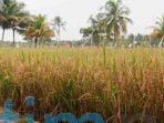 Poktan Padaidi Teluk Pandan Siapkan Tempat Untuk Agrowisata Poktan Padaidi Teluk Pandan