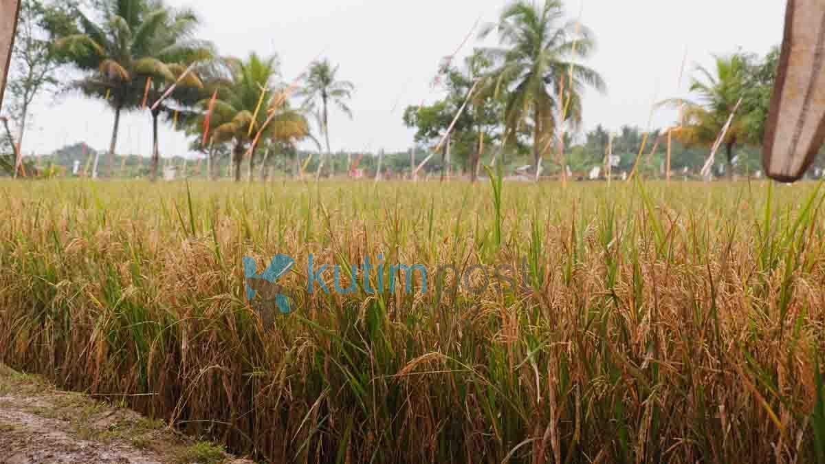 Poktan Padaidi Teluk Pandan Siapkan Tempat Untuk Agrowisata Poktan Padaidi Teluk Pandan