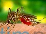 Dinkes Kutim Rilis Kasus Malaria Per 25 Agustus 2023 Dinkes Kutim Rilis Kasus Malaria Per 25 Agustus 2023