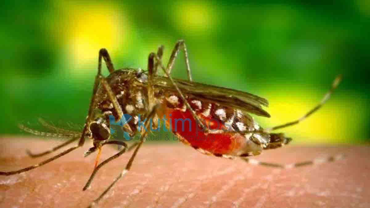Dinkes Kutim Rilis Kasus Malaria Per 25 Agustus 2023