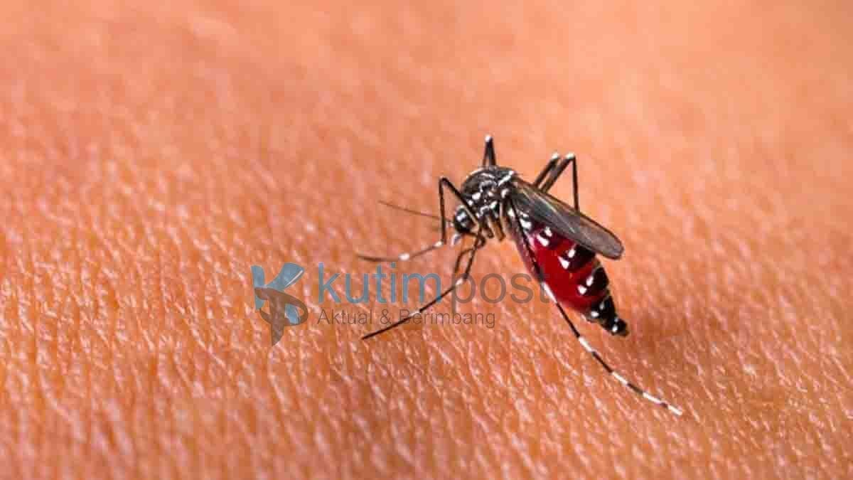 Waspada!!! Kasus DBD Kutim Meningkat Capai 496 Per Agustus 2023 Waspada!!! Kasus DBD Kutim Meningkat Capai 496 Per Agustus 2023