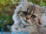 ini-8-alasan-kenapa-kucing-peliharaan-harus-selalu-berada-di-dalam-rumah_bda77a7.jpg