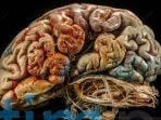 neuron-zombie-misterius-membuka-rahasia-pembelajaran-di-otak_29519d9.jpg