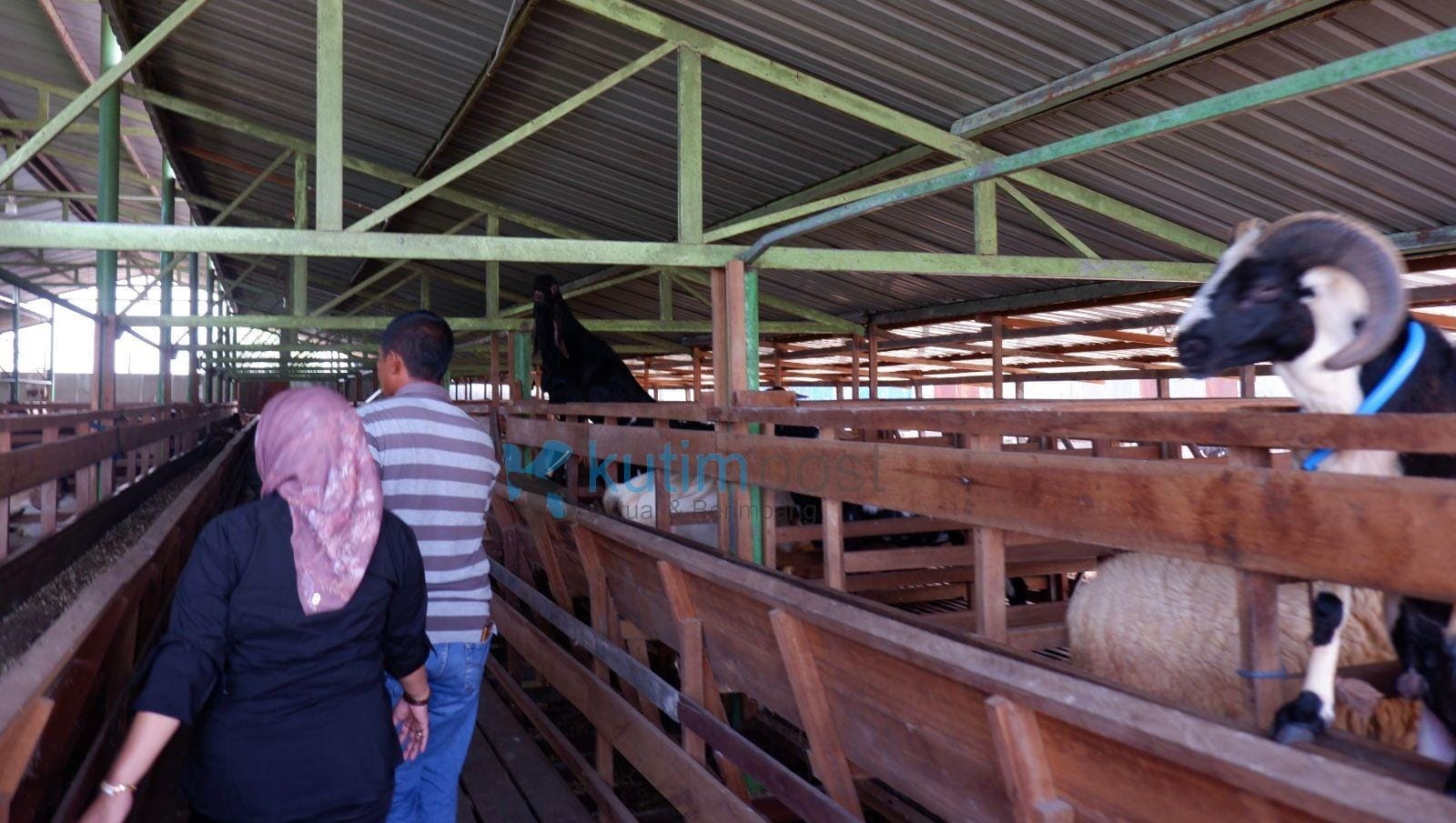 IMG-20240602-WA0000 Anggota DPRD Kabupaten Kutai Timur (Kutim) Leni Angriani saat mengunjungi Peternakan yang ada di Kutim