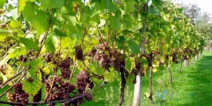 Cara Tanam Buah Anggur yang Benar dan Menguntungkan Cara Tanam Buah Anggur yang Benar dan Menguntungkan
