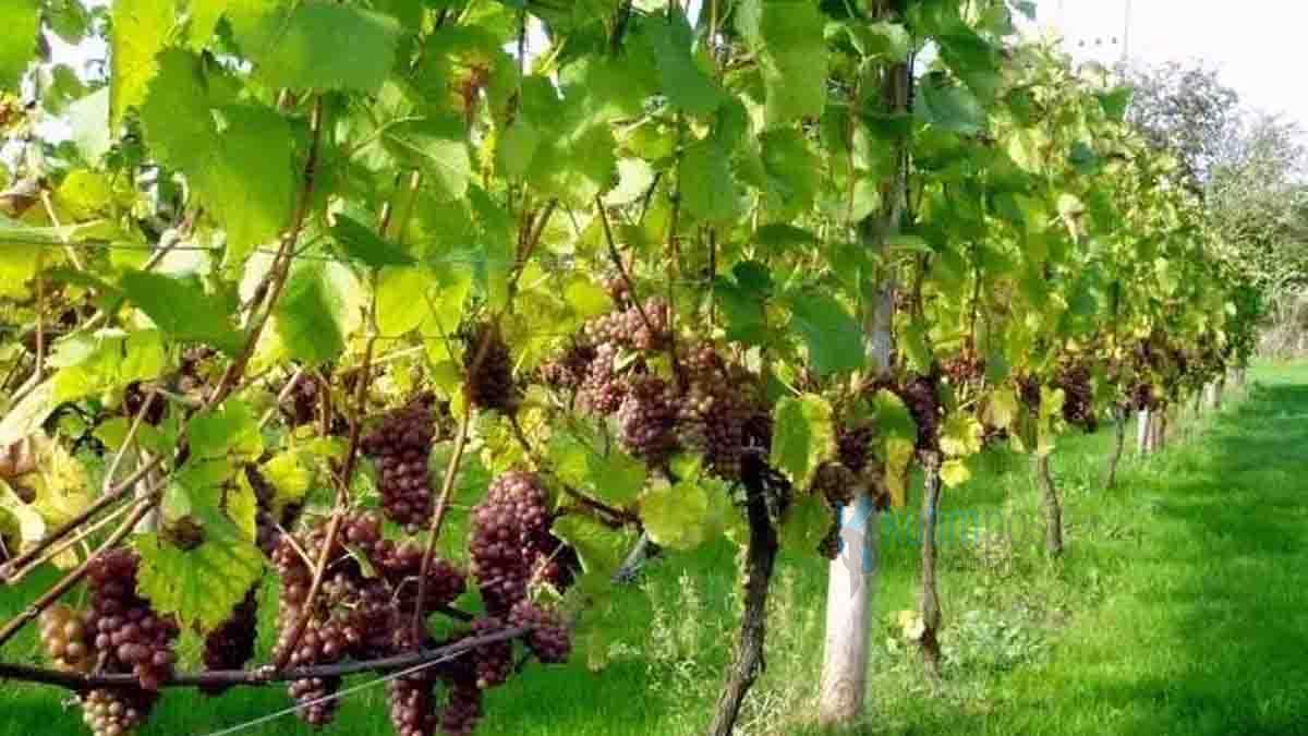 Cara Tanam Buah Anggur yang Benar dan Menguntungkan