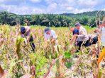 Perkuat Ketahanan Pangan, Polres Kutim dan Perusahaan Panen Jagung