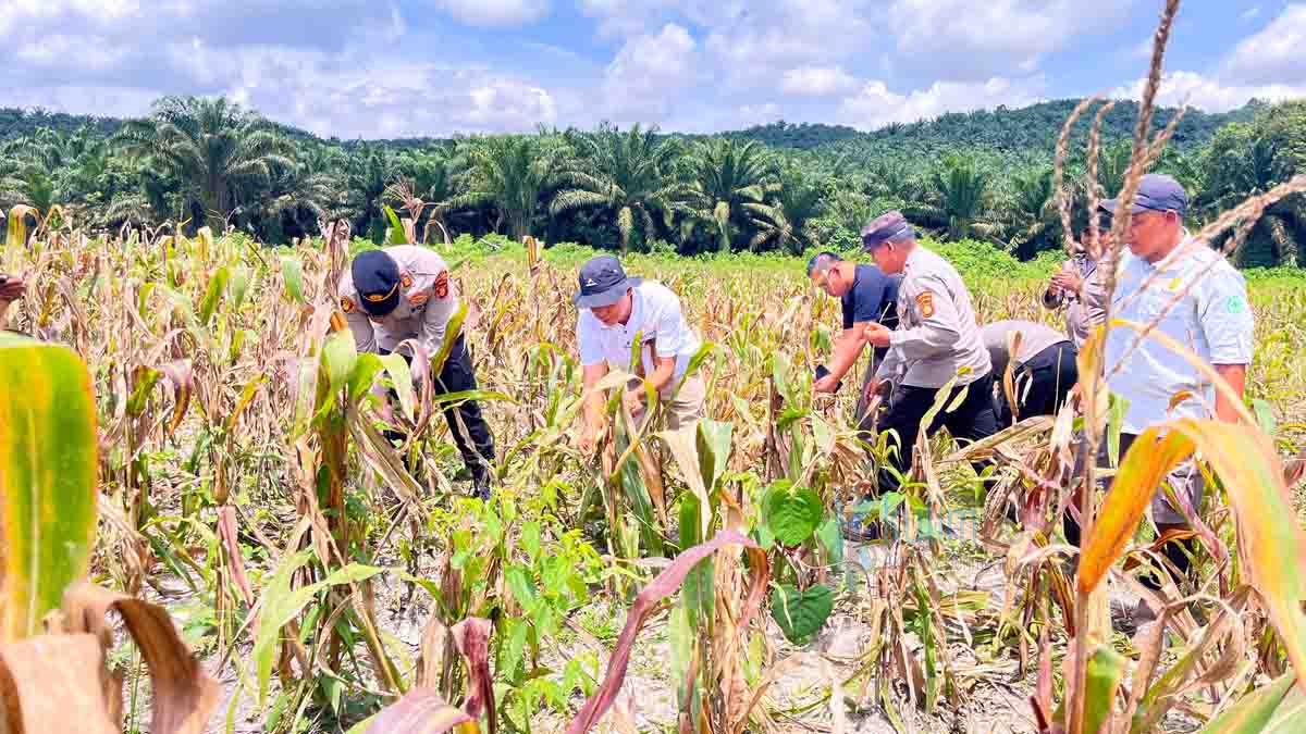 Perkuat Ketahanan Pangan, Polres Kutim dan Perusahaan Panen Jagung