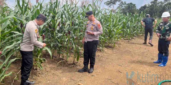 Polsek Muara Wahau Turun Lapangan Cek Kesiapan Lahan Penanaman Jagung
