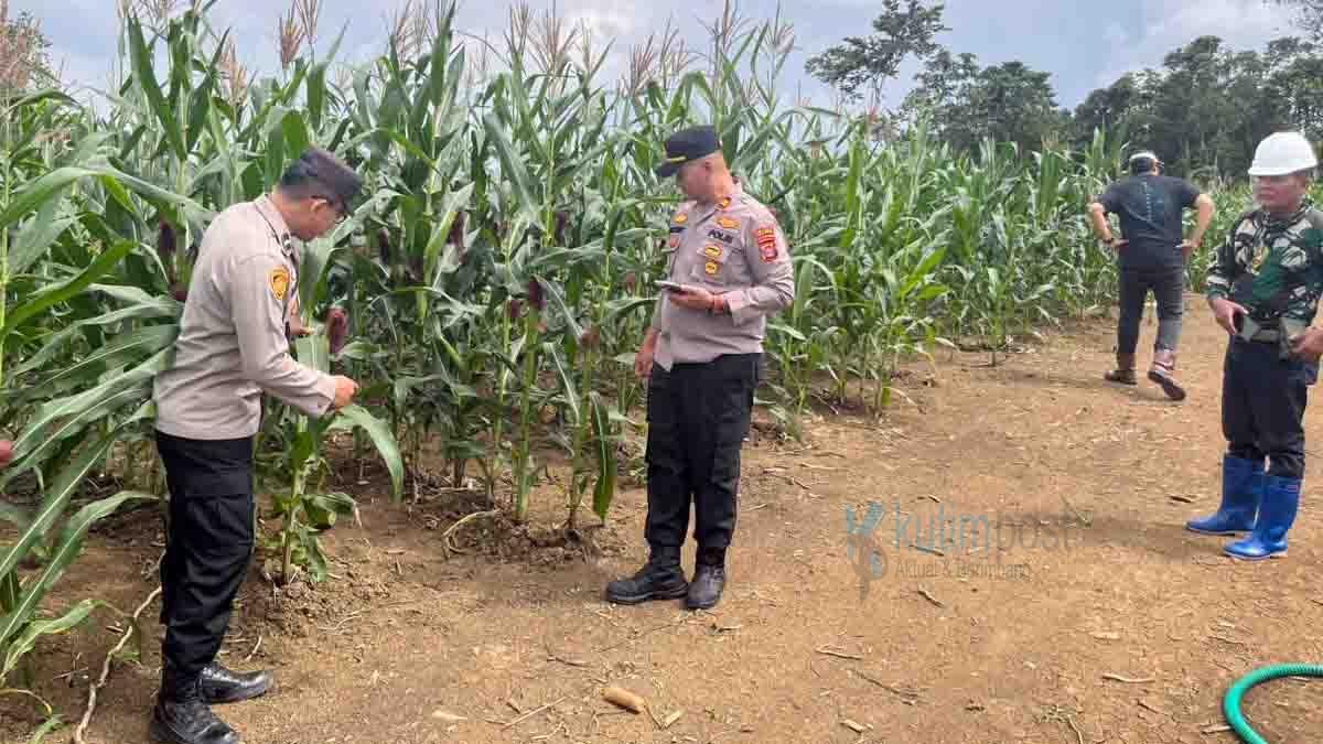 Polsek Muara Wahau Turun Lapangan Cek Kesiapan Lahan Penanaman Jagung Polsek Muara Wahau Turun Lapangan Cek Kesiapan Lahan Penanaman Jagung