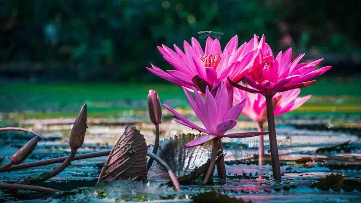 Teratai: Filosofi Tegar di Tengah Kubangan