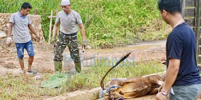 JMSI Kutim Apresiasi Polres Kutim atas Bantuan Hewan Kurban untuk Awak Media