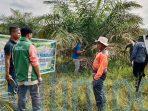 Targetkan Sawit Makin Produktif, Dinas Perkebunan Kutim Intensifkan Sekolah Lapang untuk Petani