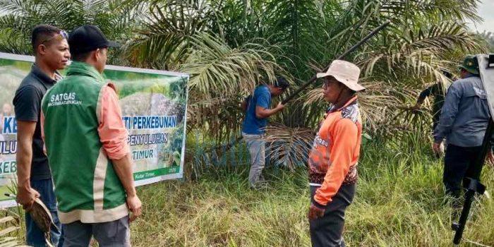 Targetkan Sawit Makin Produktif, Dinas Perkebunan Kutim Intensifkan Sekolah Lapang untuk Petani
