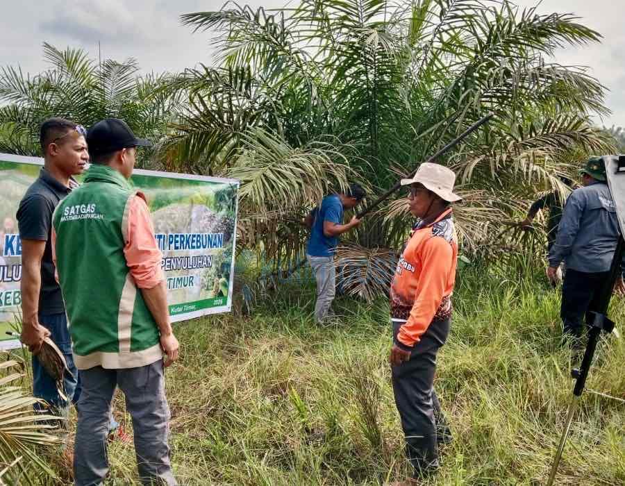 Targetkan Sawit Makin Produktif, Dinas Perkebunan Kutim Intensifkan Sekolah Lapang untuk Petani Targetkan Sawit Makin Produktif, Dinas Perkebunan Kutim Intensifkan Sekolah Lapang untuk Petani