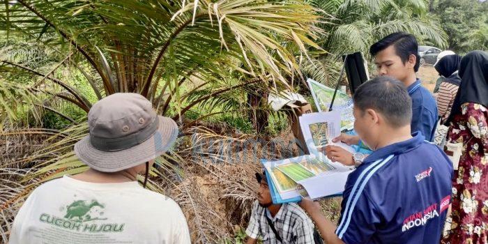 Tak Lagi Sekadar Teori, Sekolah Lapang Dinas Perkebunan Kutim Bikin Petani Sawit Naik Kelas