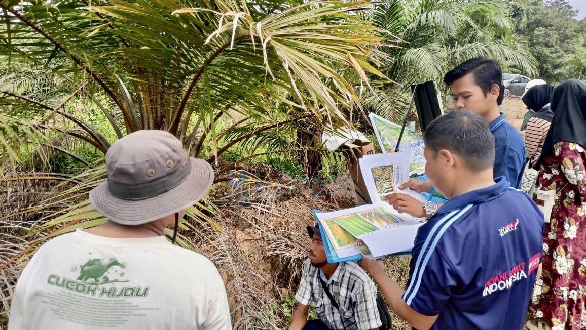 Tak Lagi Sekadar Teori, Sekolah Lapang Dinas Perkebunan Kutim Bikin Petani Sawit Naik Kelas