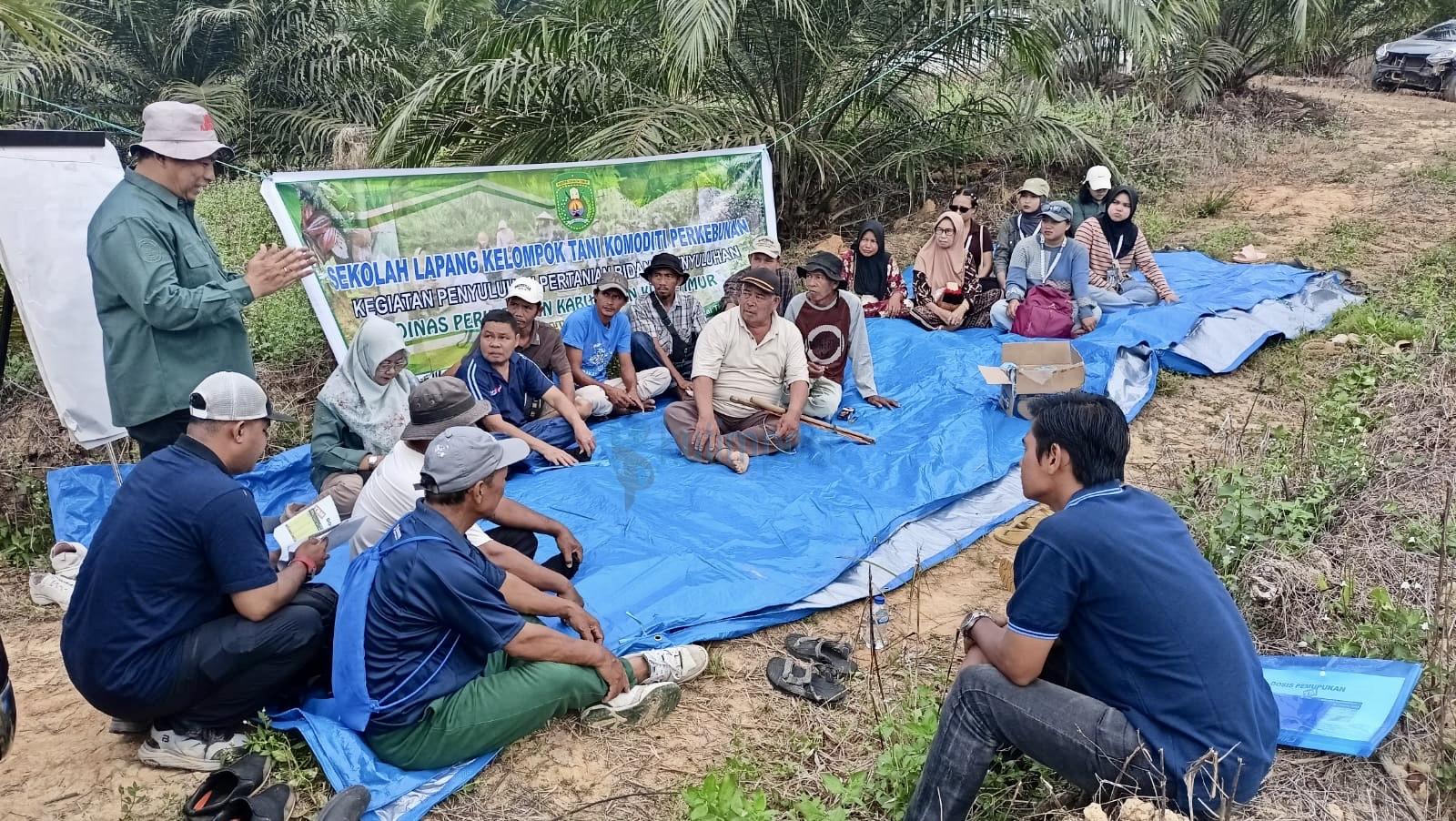 Tak Lagi Sekadar Teori, Sekolah Lapang Dinas Perkebunan Kutim Bikin Petani Sawit Naik Kelas