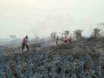 Karhutla di Sangatta Utara Meluas, 5 Hektare Lahan Terbakar Karhutla di Sangatta Utara Meluas, 5 Hektare Lahan Terbakar